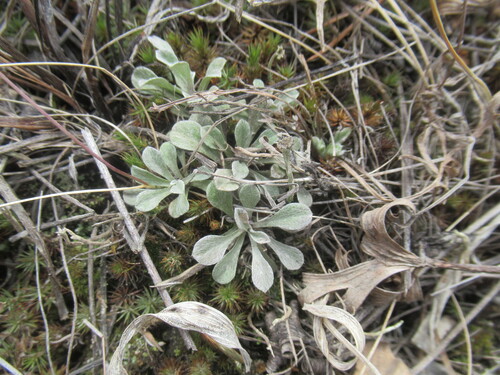 Catsfoot (Antennaria dioica)