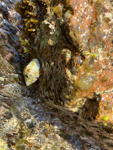 Stramonita haemastoma