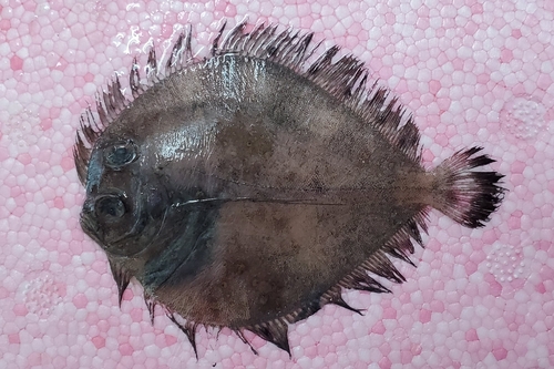Sterren-tongschar (Bothus myriaster) — Bothidae — 4