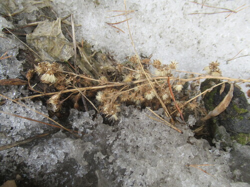 Dahurian goldenrod (Solidago dahurica)