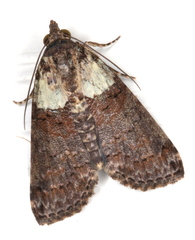 Lophoptera hemithyris