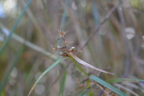 Scleria secans image