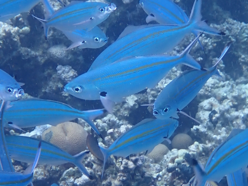 Caesio varilineata