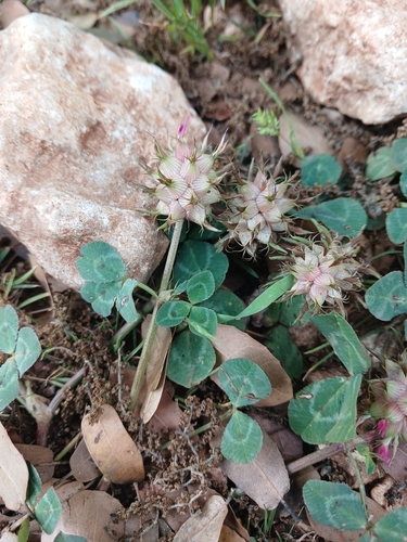 Mediterranean clover (Trifolium spumosum)