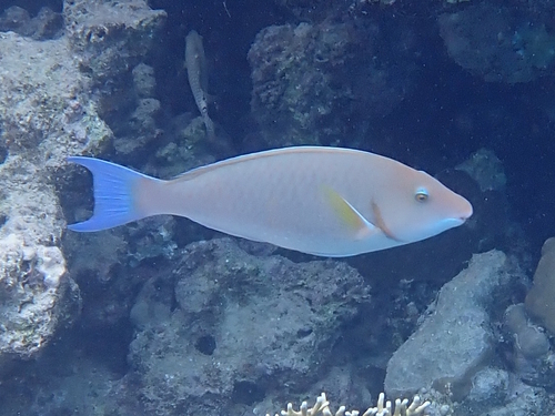 Hipposcarus harid