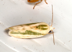Earias huegeliana