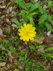 Ranunculus macranthus