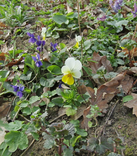 Viola tricolor