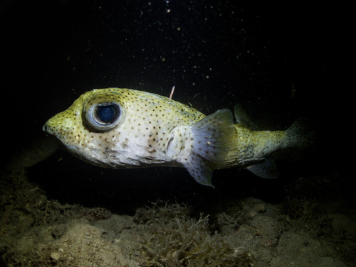 Diodon hystrix