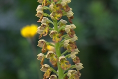 Orchis punctulata