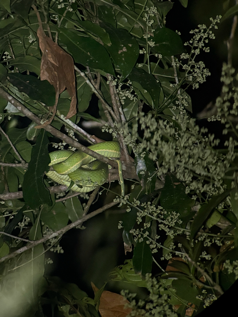 Louis Rimmer Side-striped palm pit viper from Puntarenas on April 9, 2026 at 06:18 ...