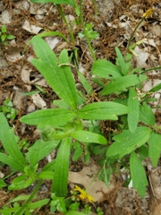 Ranunculus macranthus