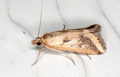 Achyra massalis