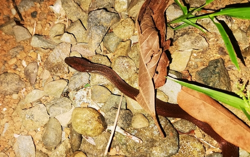 Brown Spotbelly Snake