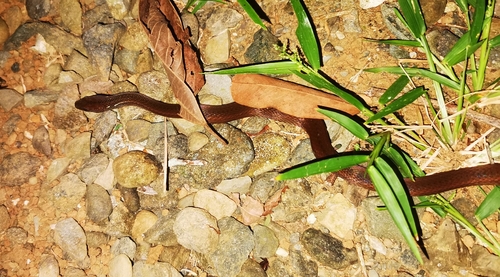 Brown Spotbelly Snake