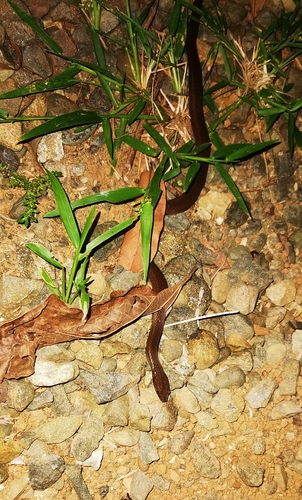 Brown Spotbelly Snake