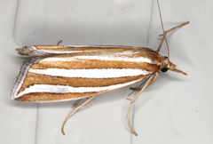 Hednota bivittella