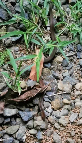 Brown Spotbelly Snake