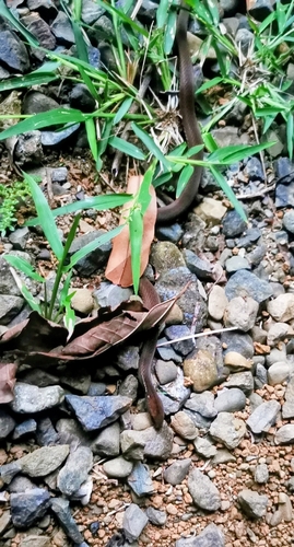 Brown Spotbelly Snake