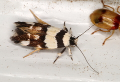 Macrobathra euryleuca