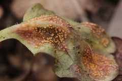 Puccinia lapsanae