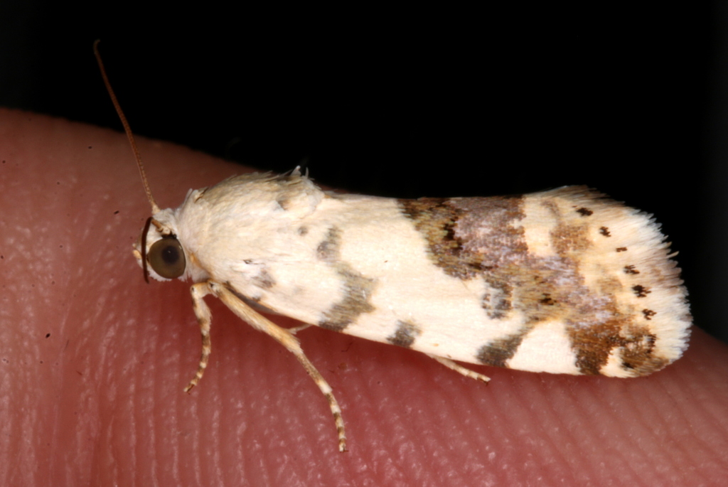 Acontia clerana