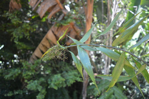 Flagellaria indica image