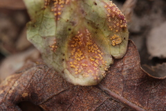 Puccinia lapsanae