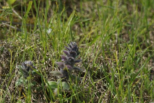 Oriental Bugle (Ajuga orientalis)