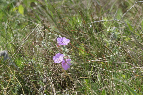 Tuberous Crane's-bill (Geranium tuberosum)
