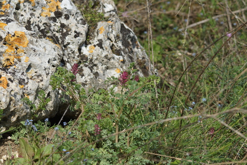 Common Fumitory (Fumaria officinalis)