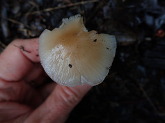 Leucoinocybe lenta