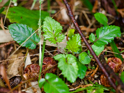 Salvia omerocalyx iNat (1)