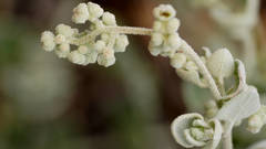 Chenopodium curvispicatum