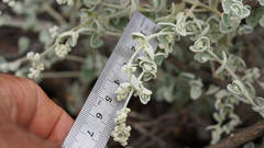 Chenopodium curvispicatum