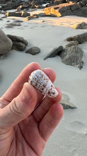 Conus anemone