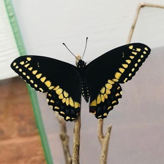 Papilio polyxenes