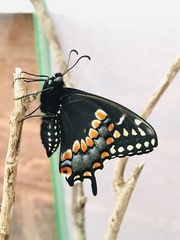 Papilio polyxenes