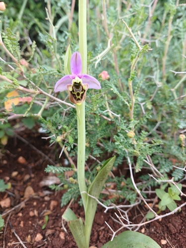 Late spider-orchid and allies (Ophrys fuciflora)