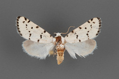 Grotella binda