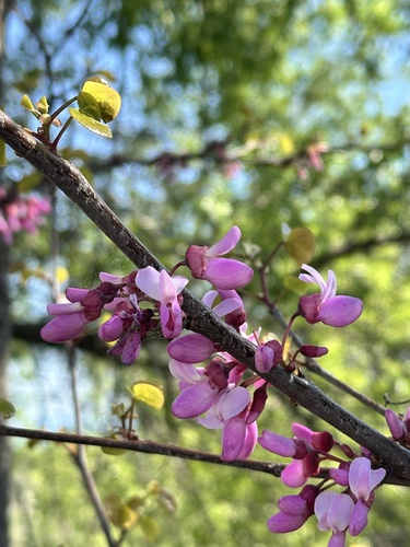 Judas-tree (Cercis siliquastrum)