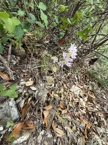 Drummond's Onion (Allium drummondii)