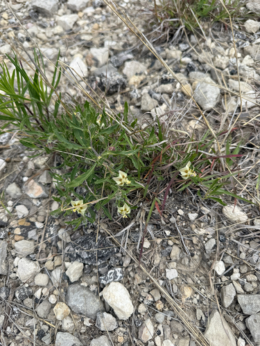 Edwards plateau five-eyes (Chamaesaracha edwardsiana)