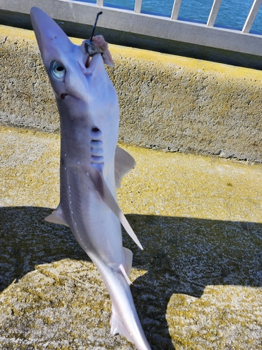 Squalus acanthias