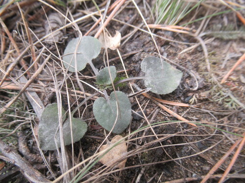 Teesdale Violet (Viola rupestris)