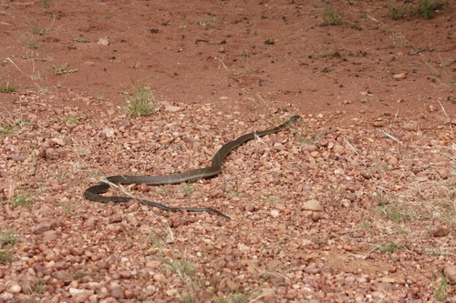 Black Mamba