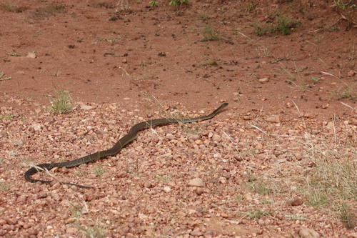 Black Mamba
