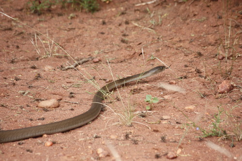 Black Mamba