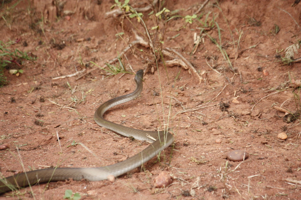 Black mamba raised and alert