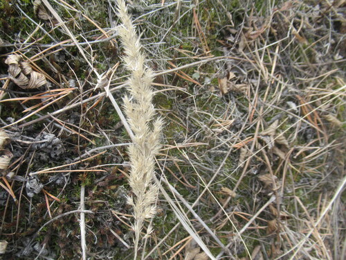 Bushgrass (Calamagrostis epigejos)